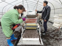 湖北利川：基质拆盘忙春耕 机械播种育新